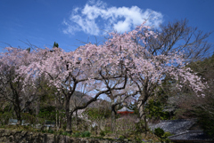 220401b正法寺06 220401b正法寺06