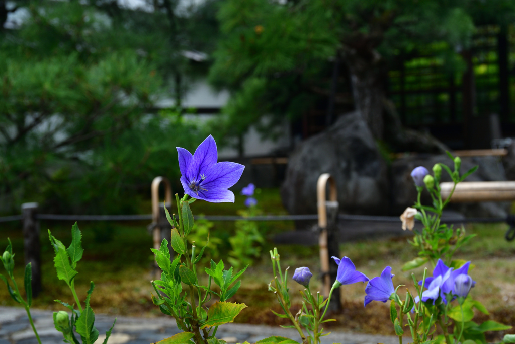250829a建仁寺37