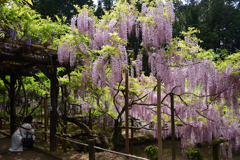 210424b萬葉植物園59