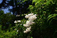 200524長居植物園69