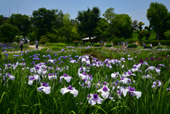 220610城北公園18長井小町