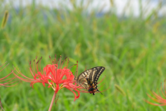 220921b藤原宮跡37