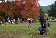 201108奈良公園40