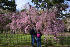 230327a京都御苑59