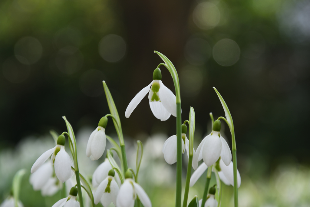 190122c京都植物園54