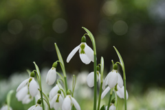 190122c京都植物園54