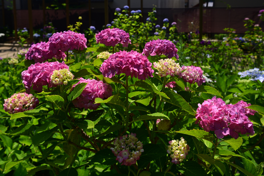 240613b藤森神社15
