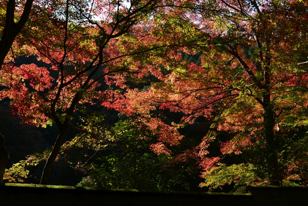 181111c吟松寺59