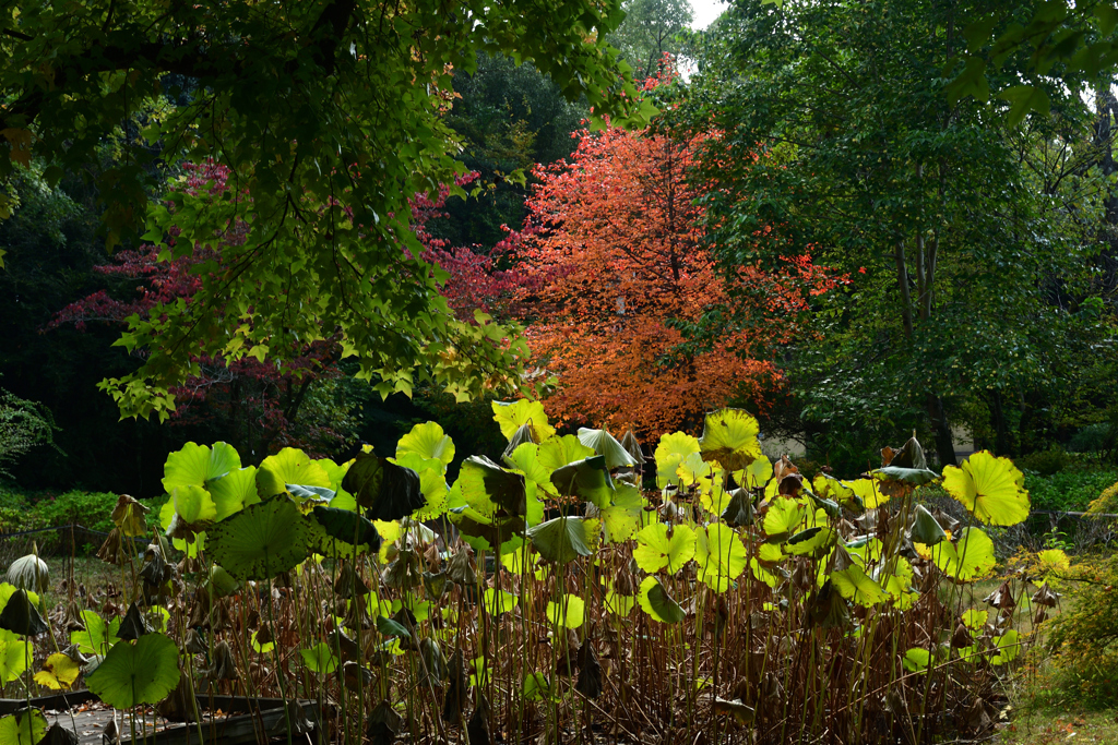 251114a京都植物園16