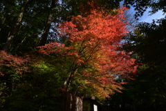 211106c西明寺06