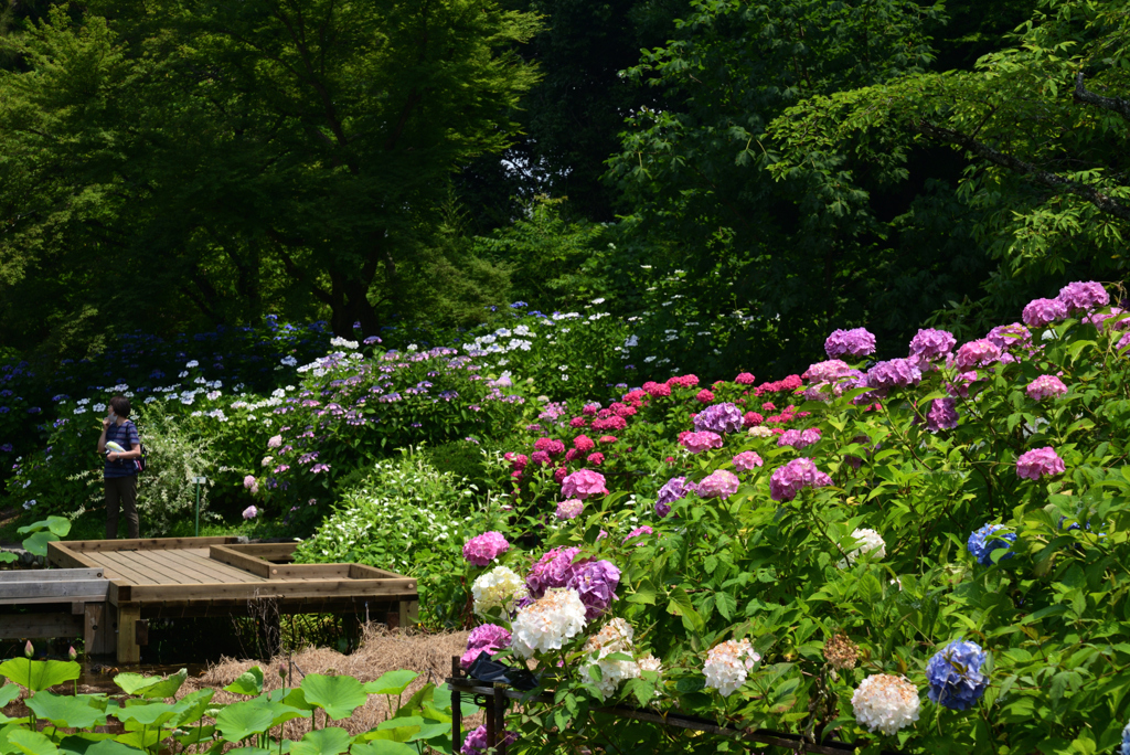210624京都植物園24