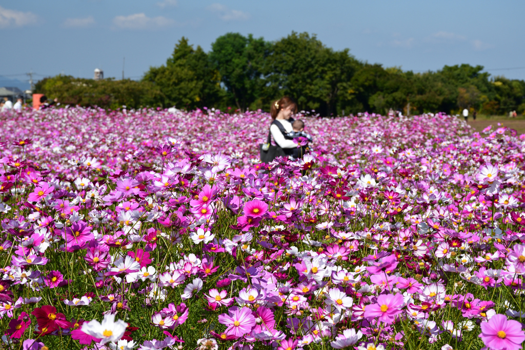 231026a藤原宮跡28
