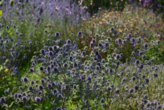 190620長居植物園73