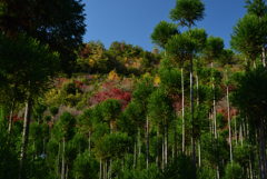 201127c称念寺15