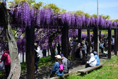 240420鳥羽の藤04