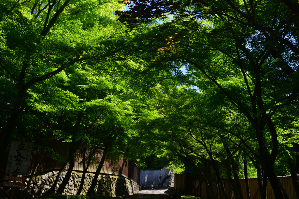240525i東福寺09
