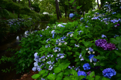 210627長居植物園08