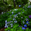 210627長居植物園08