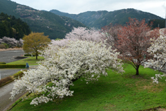 250406g家山02