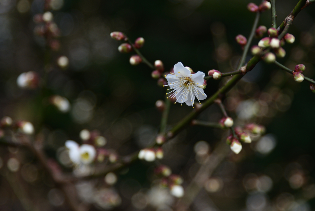 200116c京都御苑13