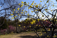 190212山田池公園23