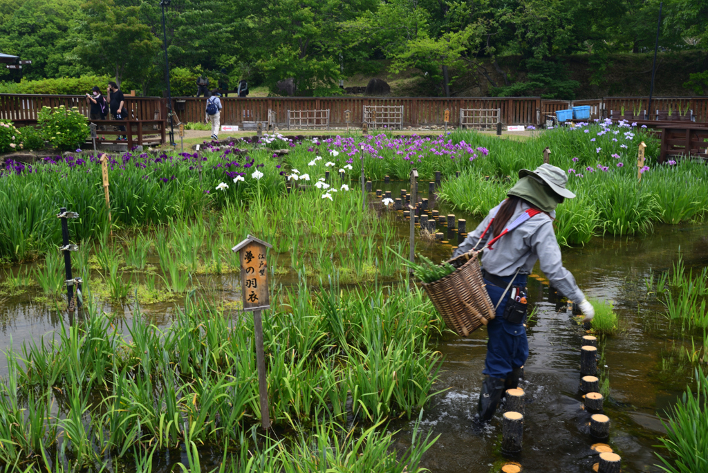 220528山田池公園18