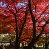 241203b相国寺10