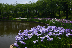 200602a白鷺公園35