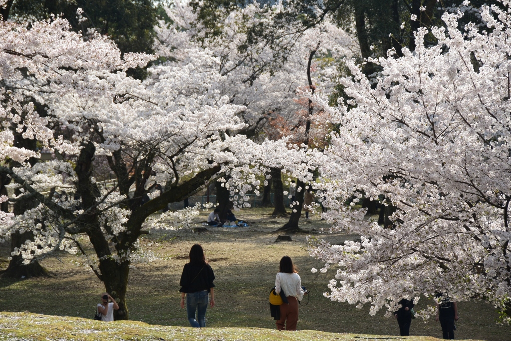 180401c奈良公園45