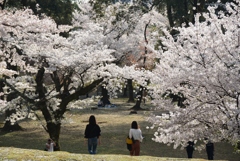 180401c奈良公園45