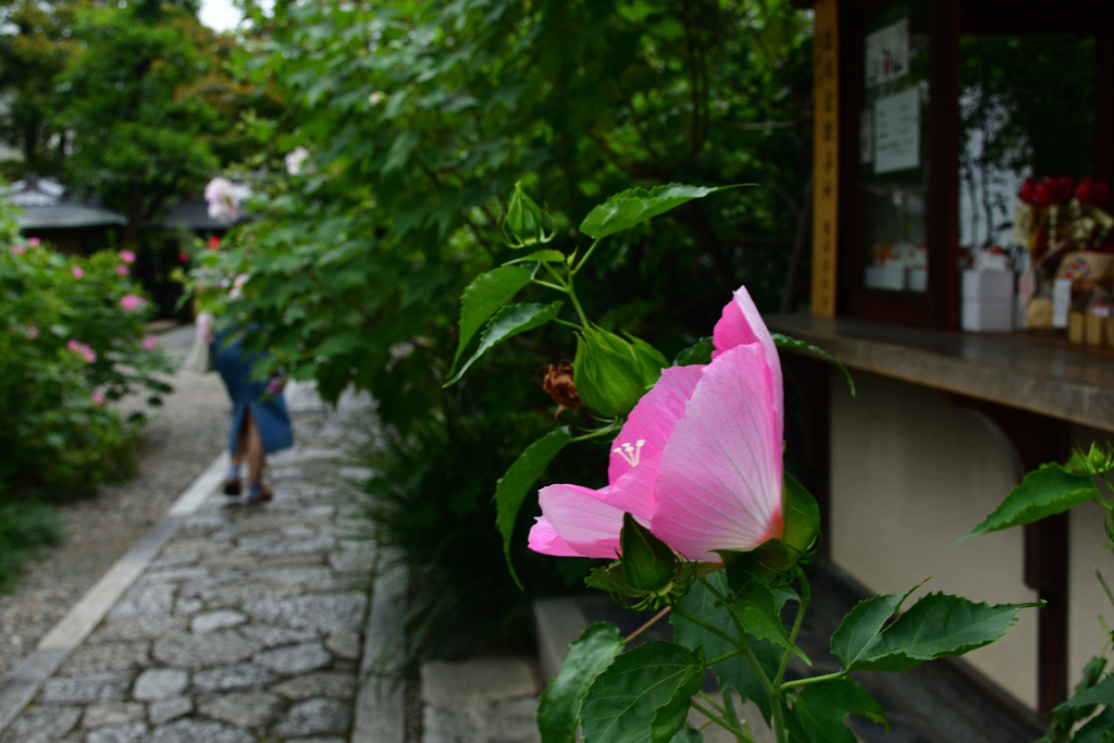 250924bだるま寺06