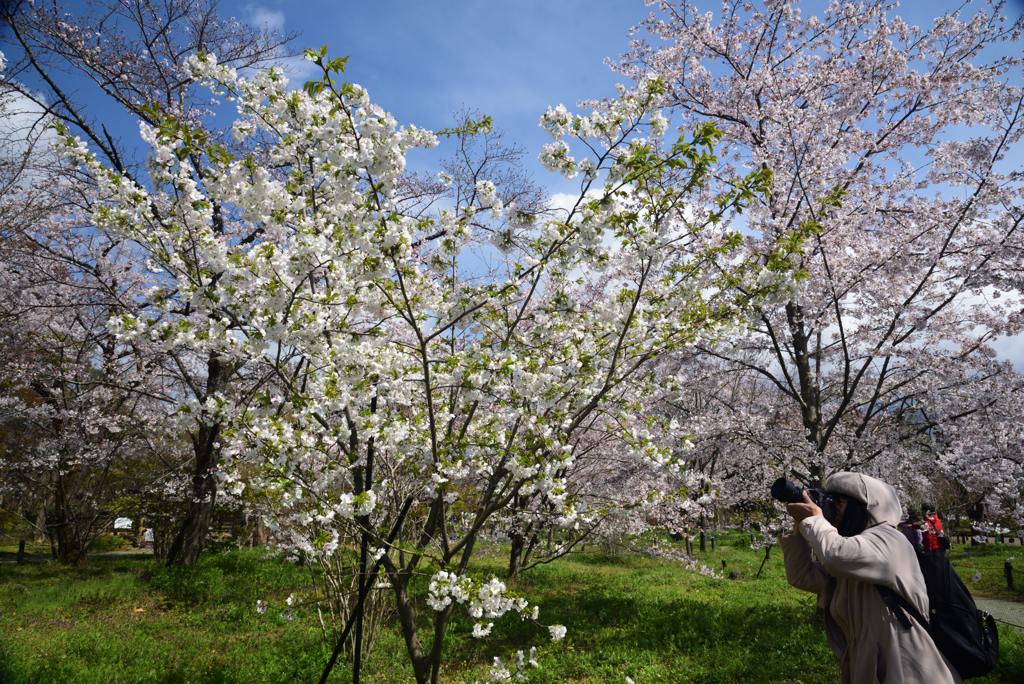 200402a京都植物園61