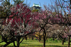 200213b大阪城34 200213b大阪城34