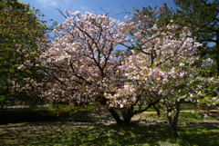 220412a京都御苑07