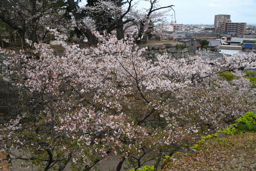 240411g松坂城跡14
