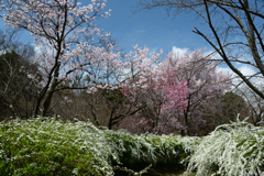 250330a京都植物園45