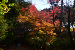 241215a上賀茂神社07