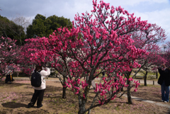 250307d梅小路公園10