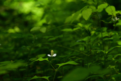 230613京都植物園50