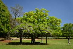 220425a奈良公園14