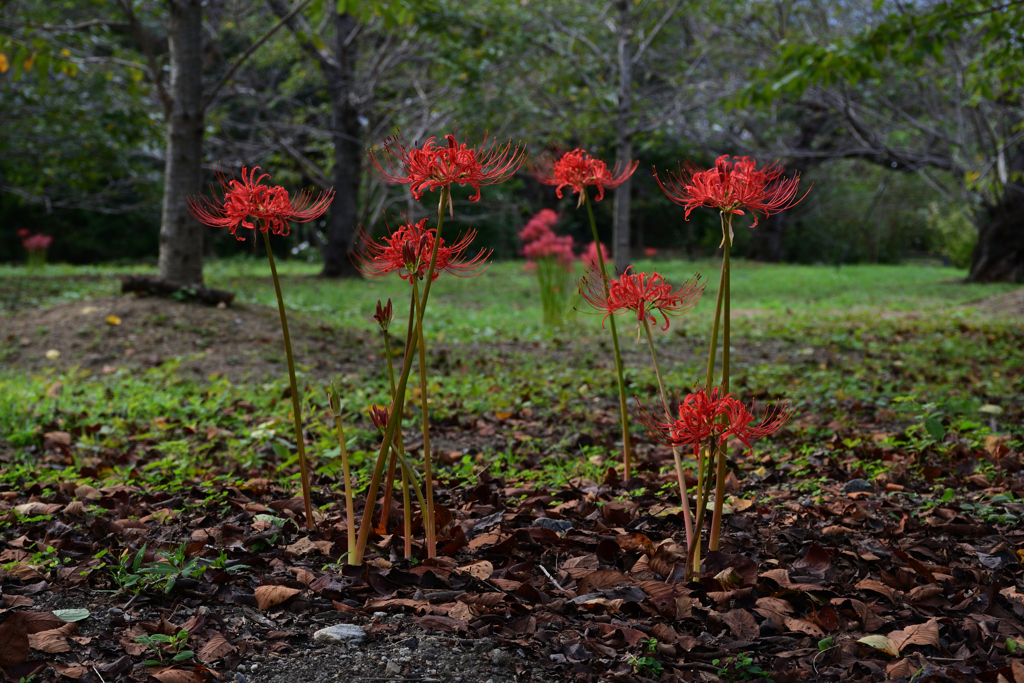 231003京都植物園70