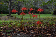 231003京都植物園70