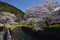 200402b山科疎水07