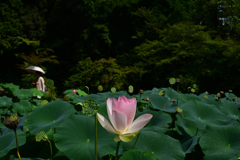230801京都植物園07