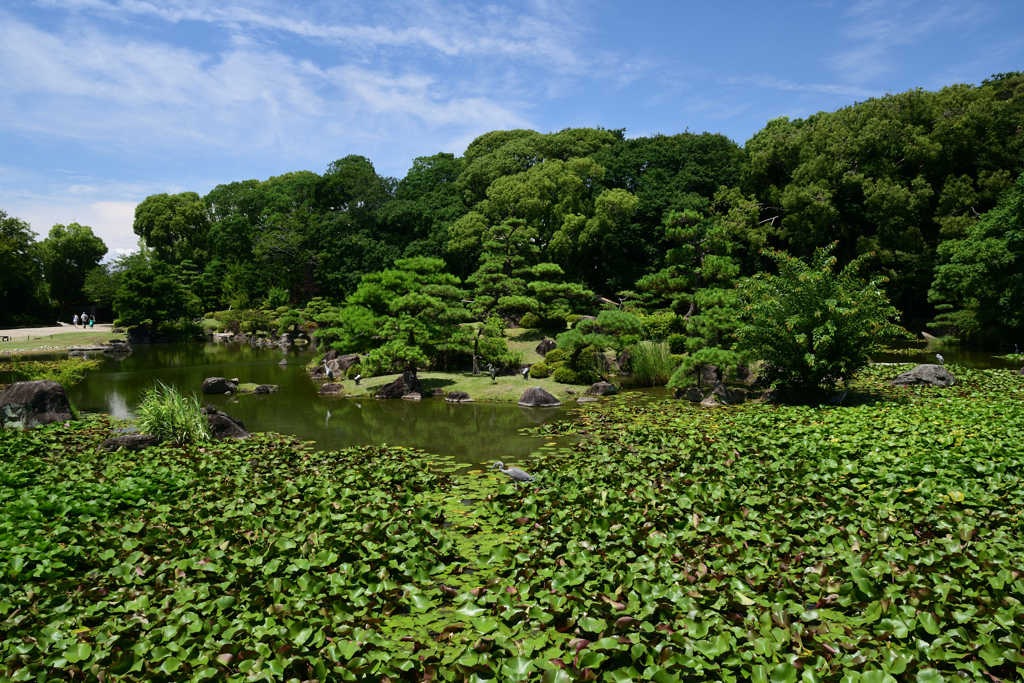 230711b慶沢園52