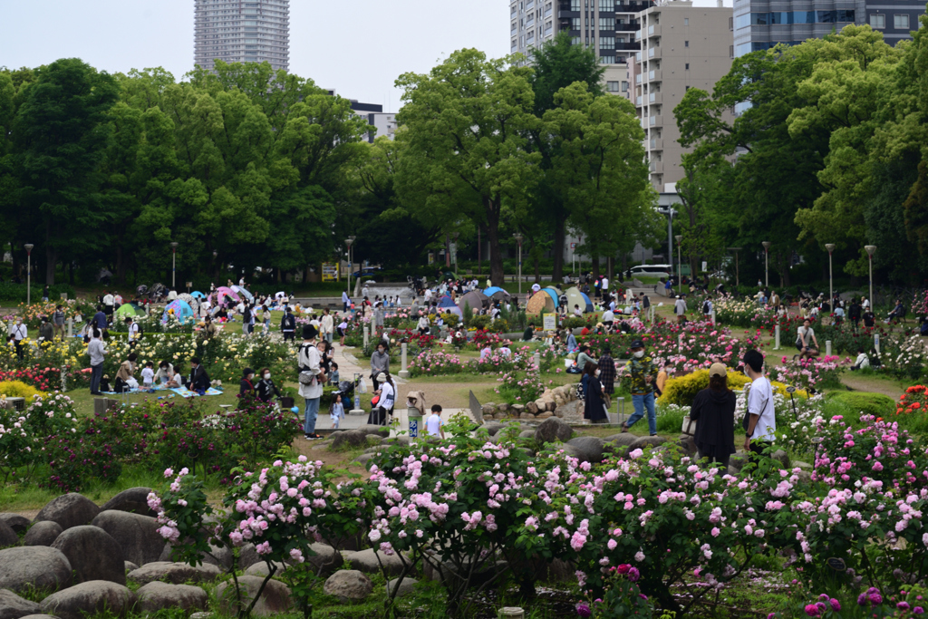 220515b靭公園07