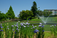 250605a白鷺公園24