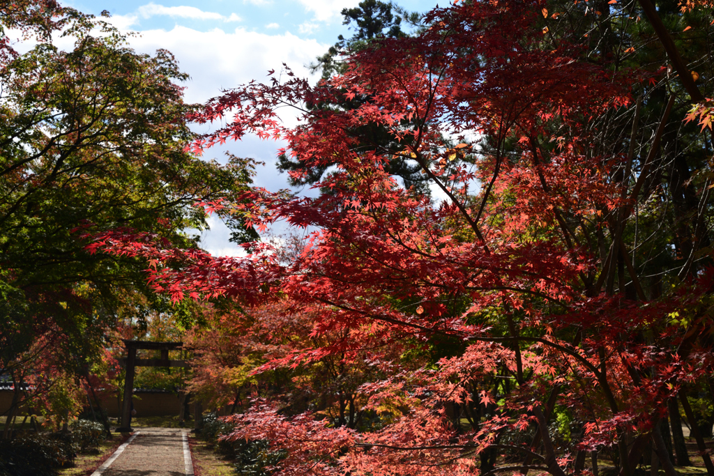 211111a仁和寺13