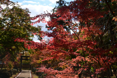 211111a仁和寺13