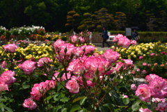 190512a長居植物園56